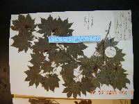 Acer pseudosieboldianum image