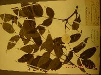 Phellodendron amurense image