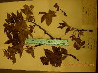 Phellodendron amurense image