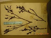Celtis jessoensis image