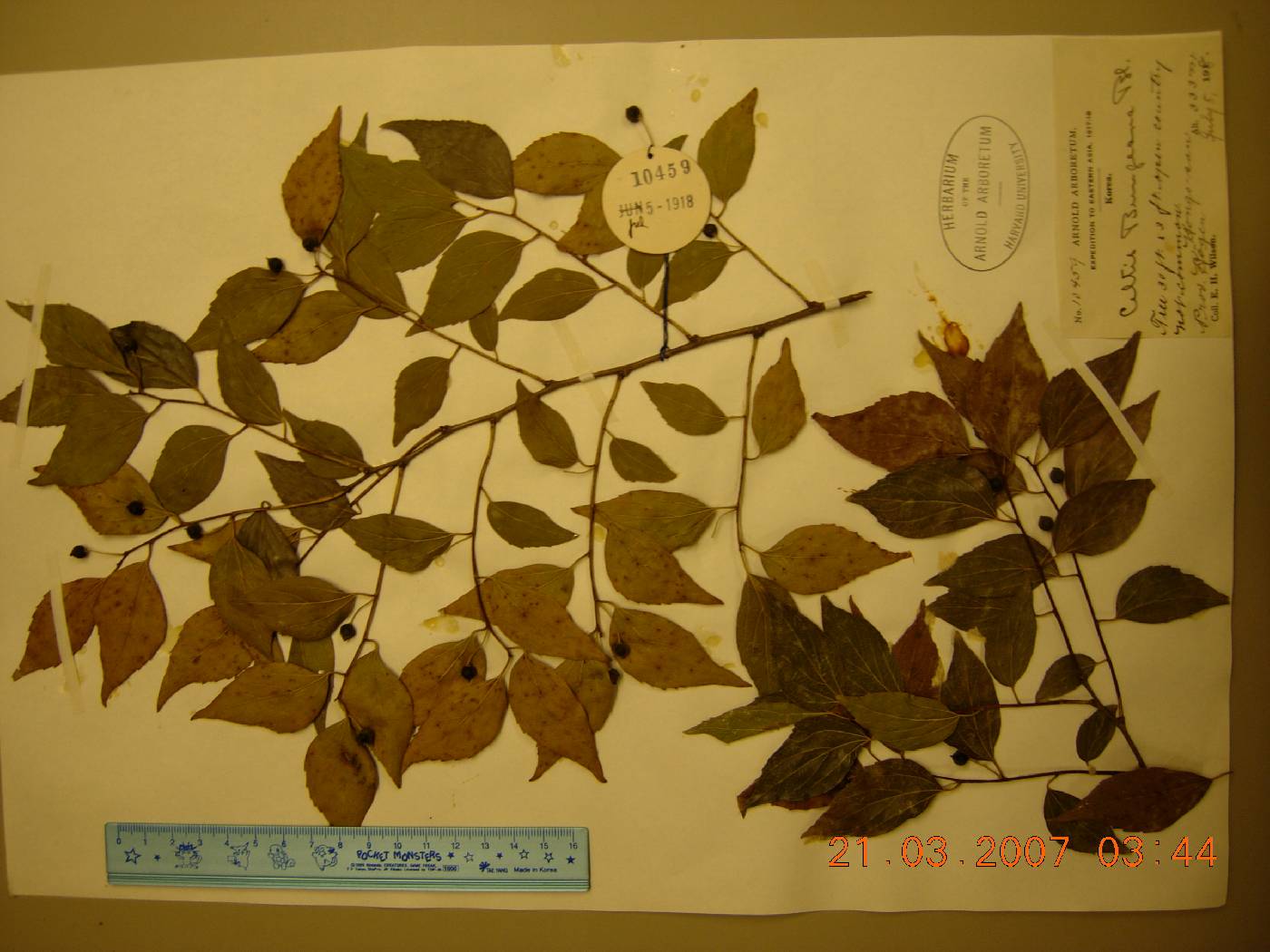 Celtis bungeana image