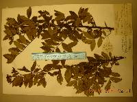 Hemiptelea davidii image