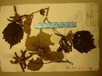 Corylus sieboldiana var. mandshurica image