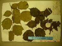 Corylus sieboldiana var. mandshurica image