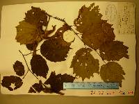Corylus sieboldiana var. mandshurica image