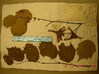 Corylus sieboldiana var. mandshurica image