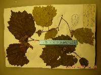 Corylus sieboldiana var. mandshurica image