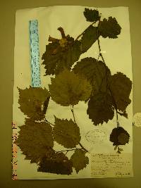 Corylus sieboldiana var. mandshurica image