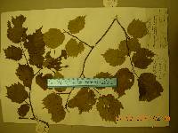 Corylus sieboldiana var. mandshurica image