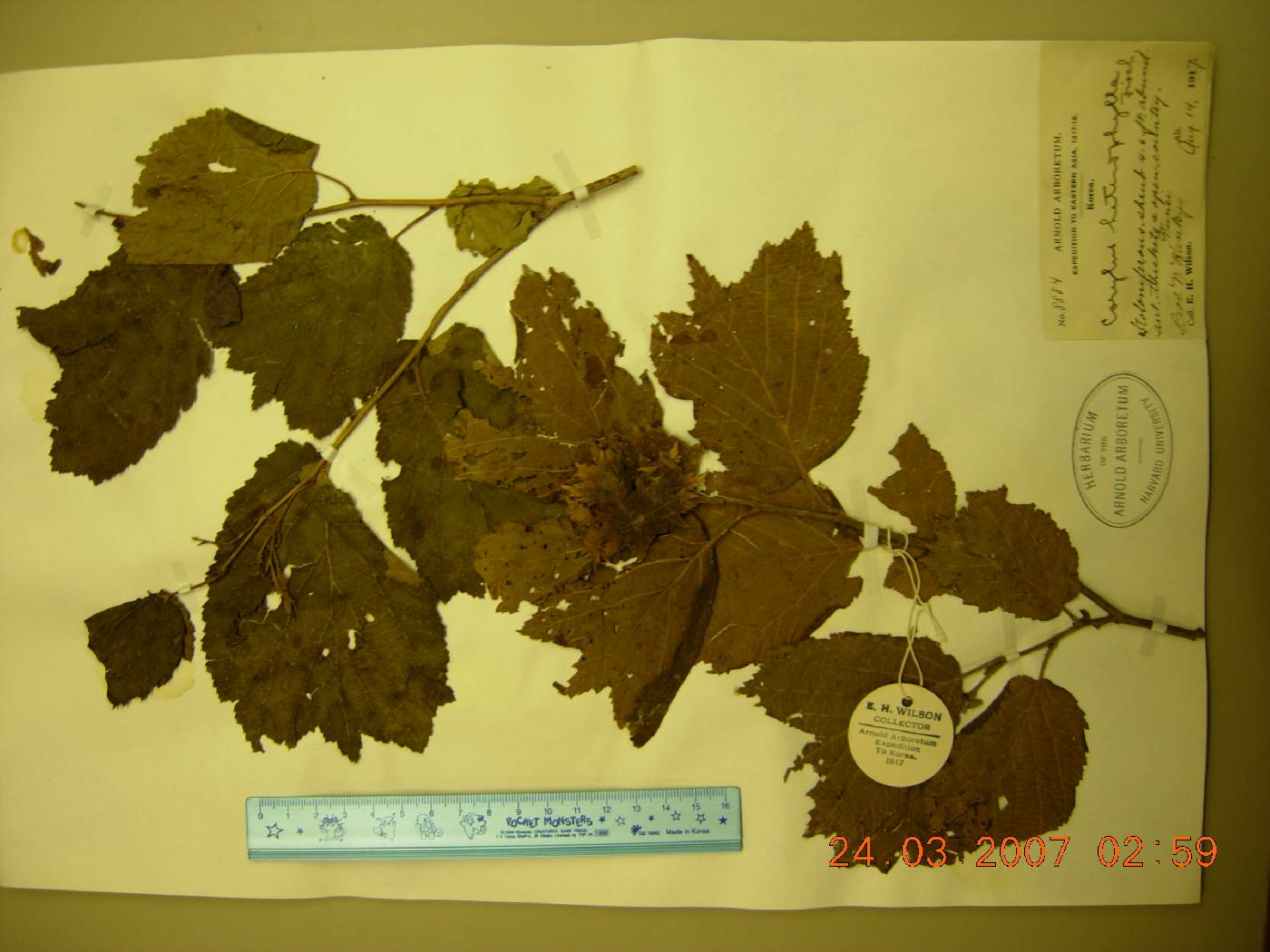 Corylus heterophylla image