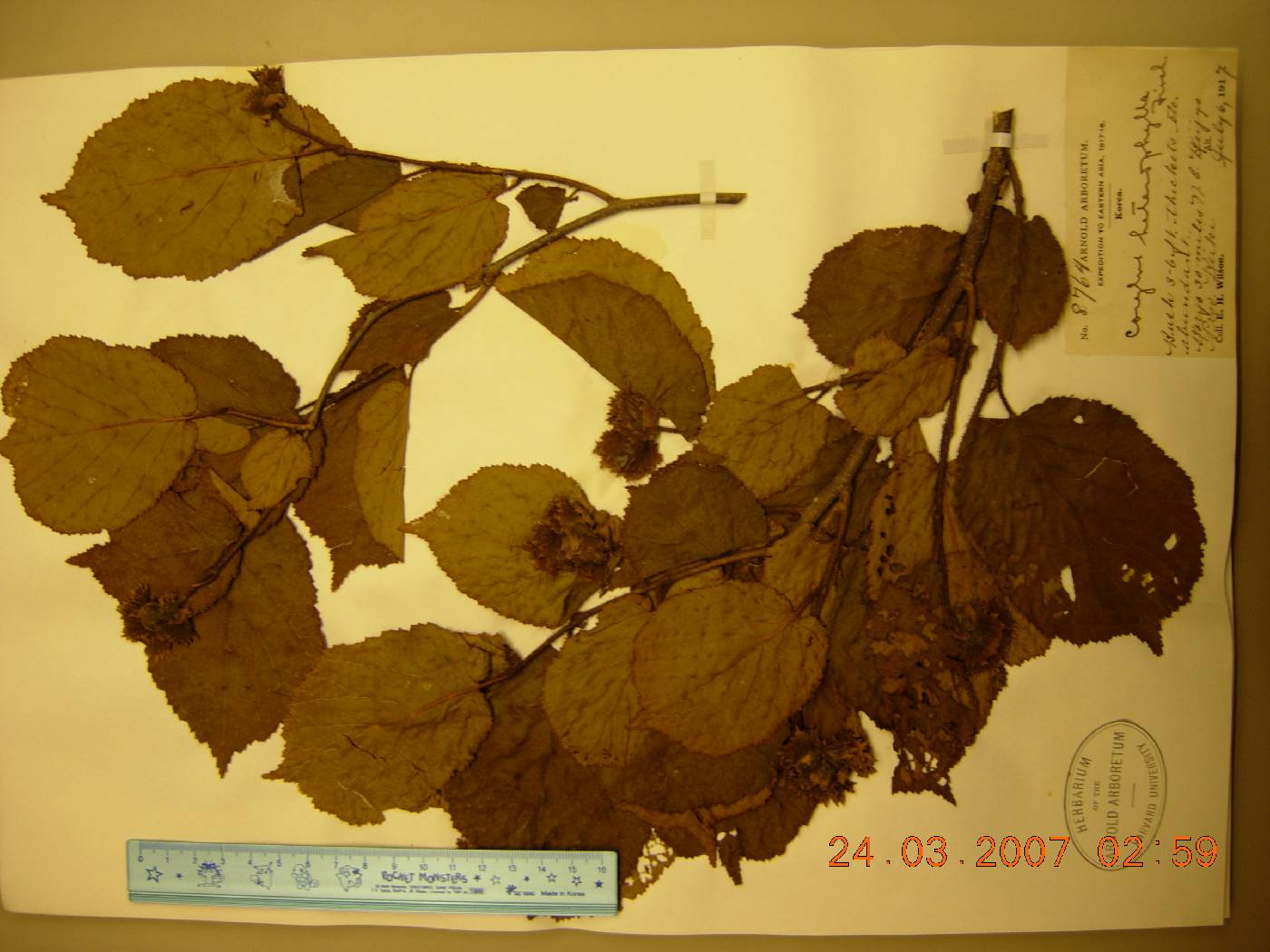 Corylus heterophylla image
