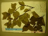Betula schmidtii image