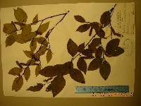 Betula schmidtii image