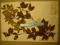 Betula schmidtii image
