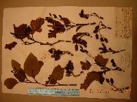 Alnus alnobetula subsp. fruticosa image