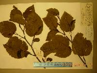 Alnus alnobetula subsp. fruticosa image