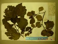 Alnus incana subsp. hirsuta image