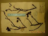 Alnus incana image