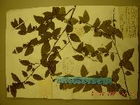 Betula chinensis image