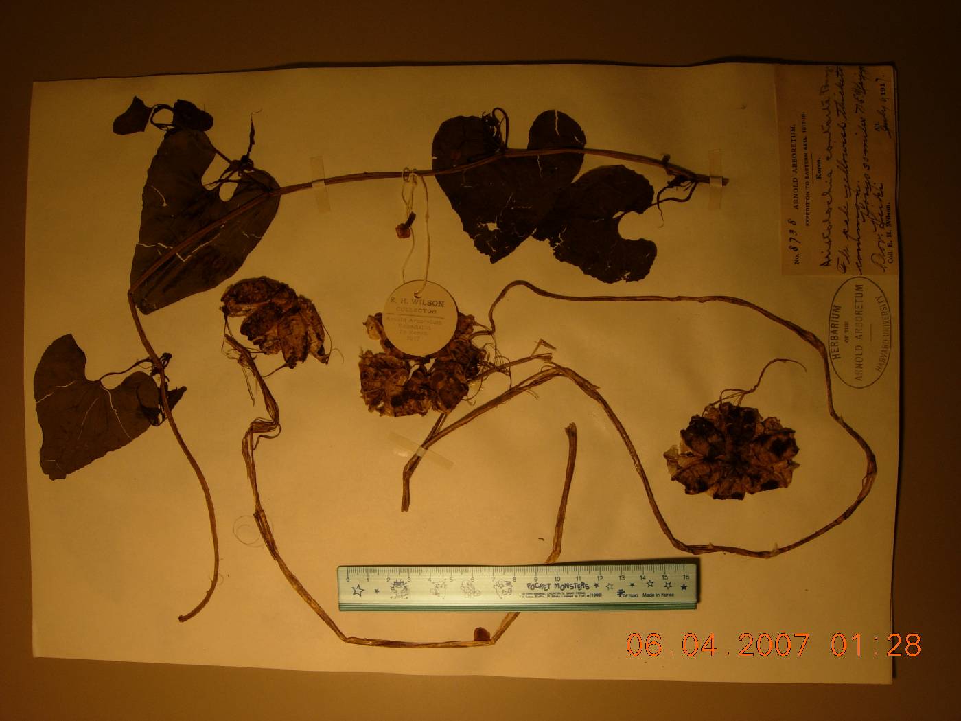 Aristolochia manshuriensis image