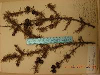 Larix gmelinii image