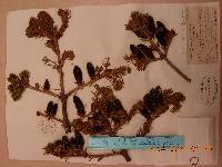 Abies nephrolepis image