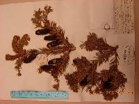 Abies nephrolepis image