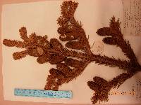 Abies nephrolepis image