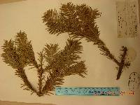 Abies nephrolepis image