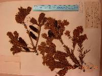 Abies nephrolepis image