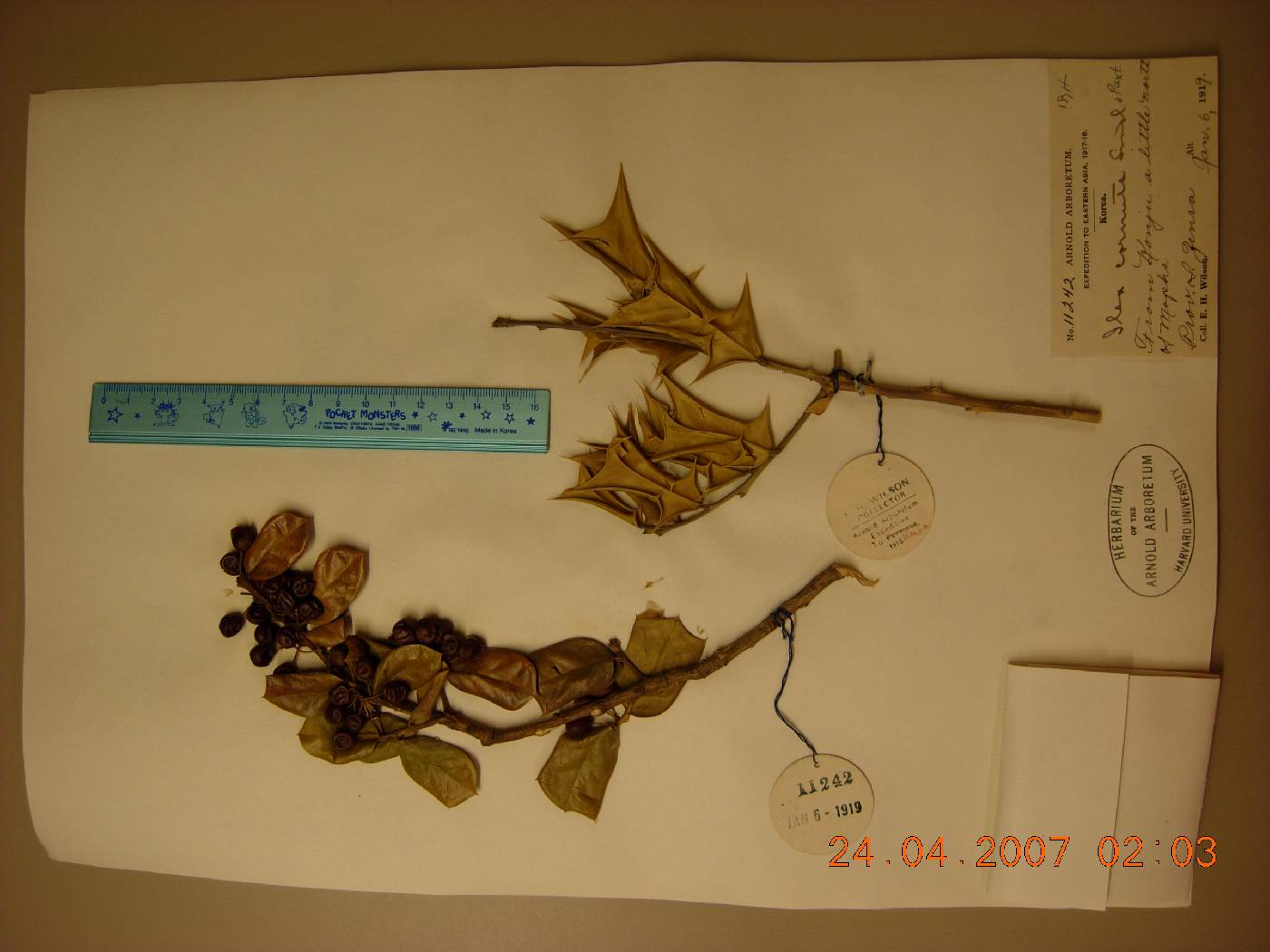 Ilex cornuta image