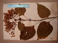 Clerodendrum trichotomum image