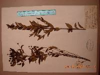 Adina rubella image