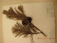 Pinus densiflora image