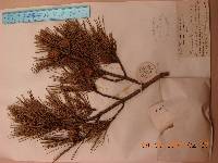 Pinus densiflora image