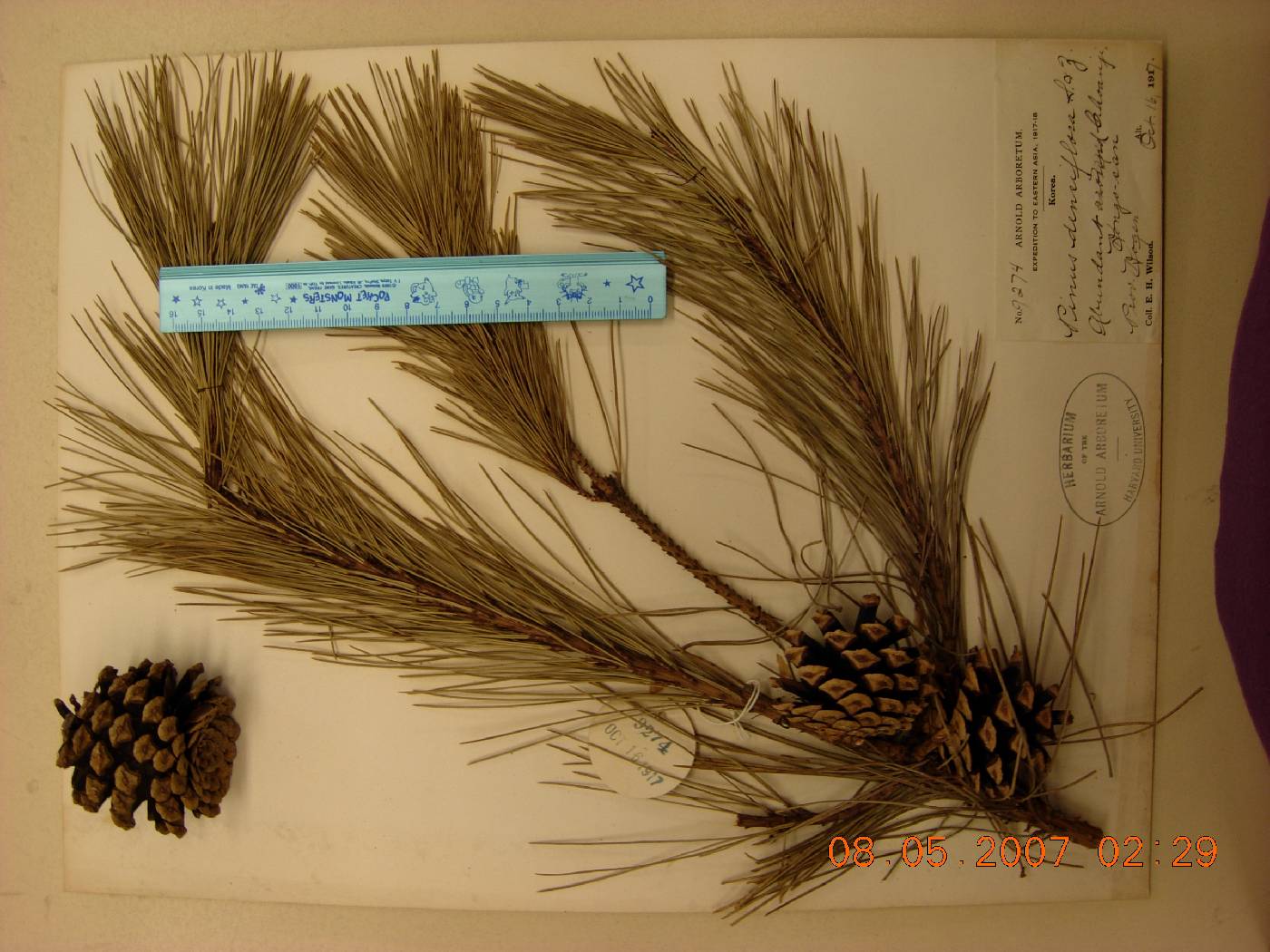 Pinus densiflora image