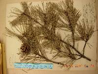 Pinus densiflora image