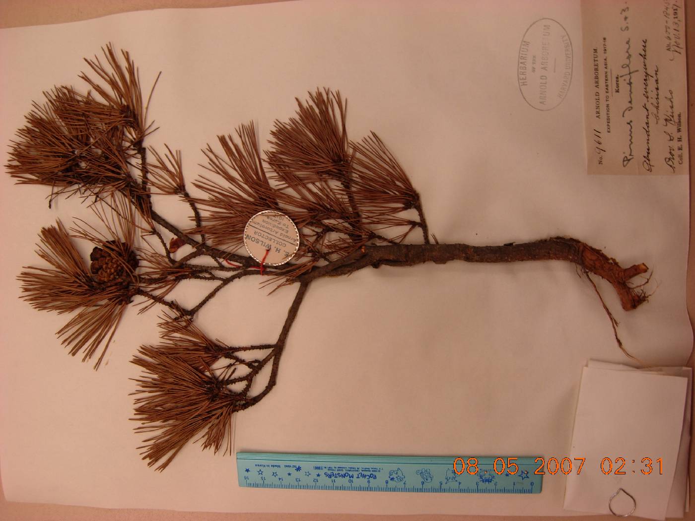 Pinus densiflora image