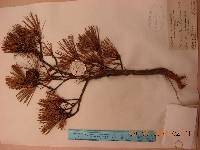 Pinus densiflora image