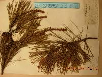 Pinus densiflora image