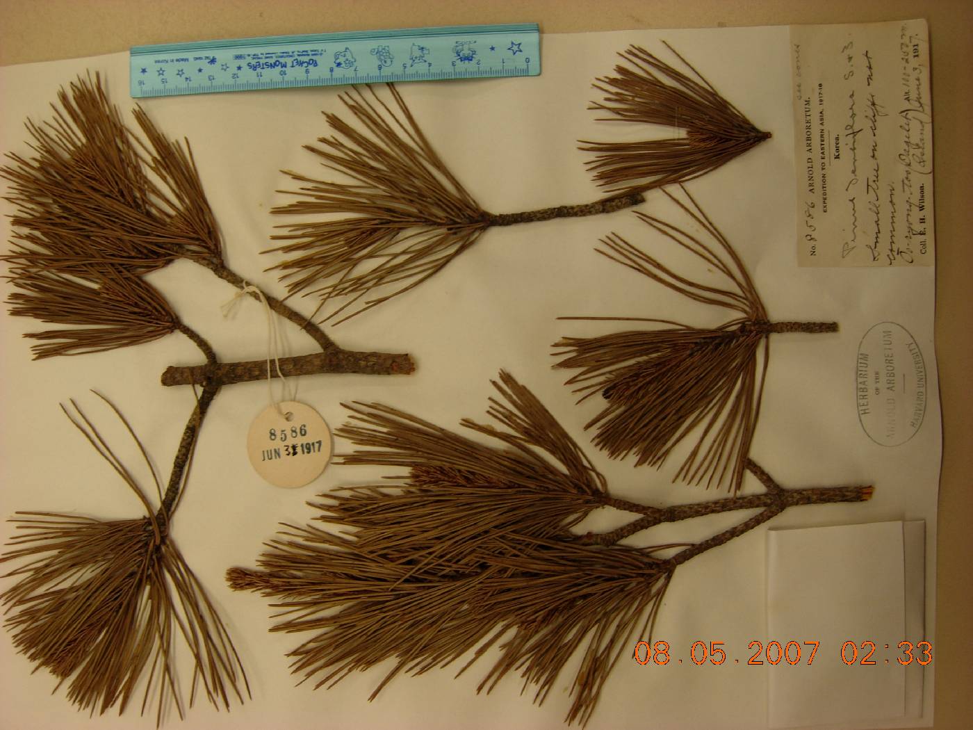 Pinus densiflora image