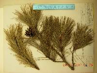 Pinus densiflora image
