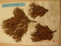 Pinus pumila image