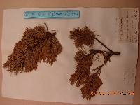 Pinus pumila image