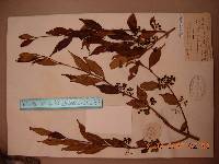 Callicarpa japonica image
