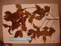 Callicarpa japonica image