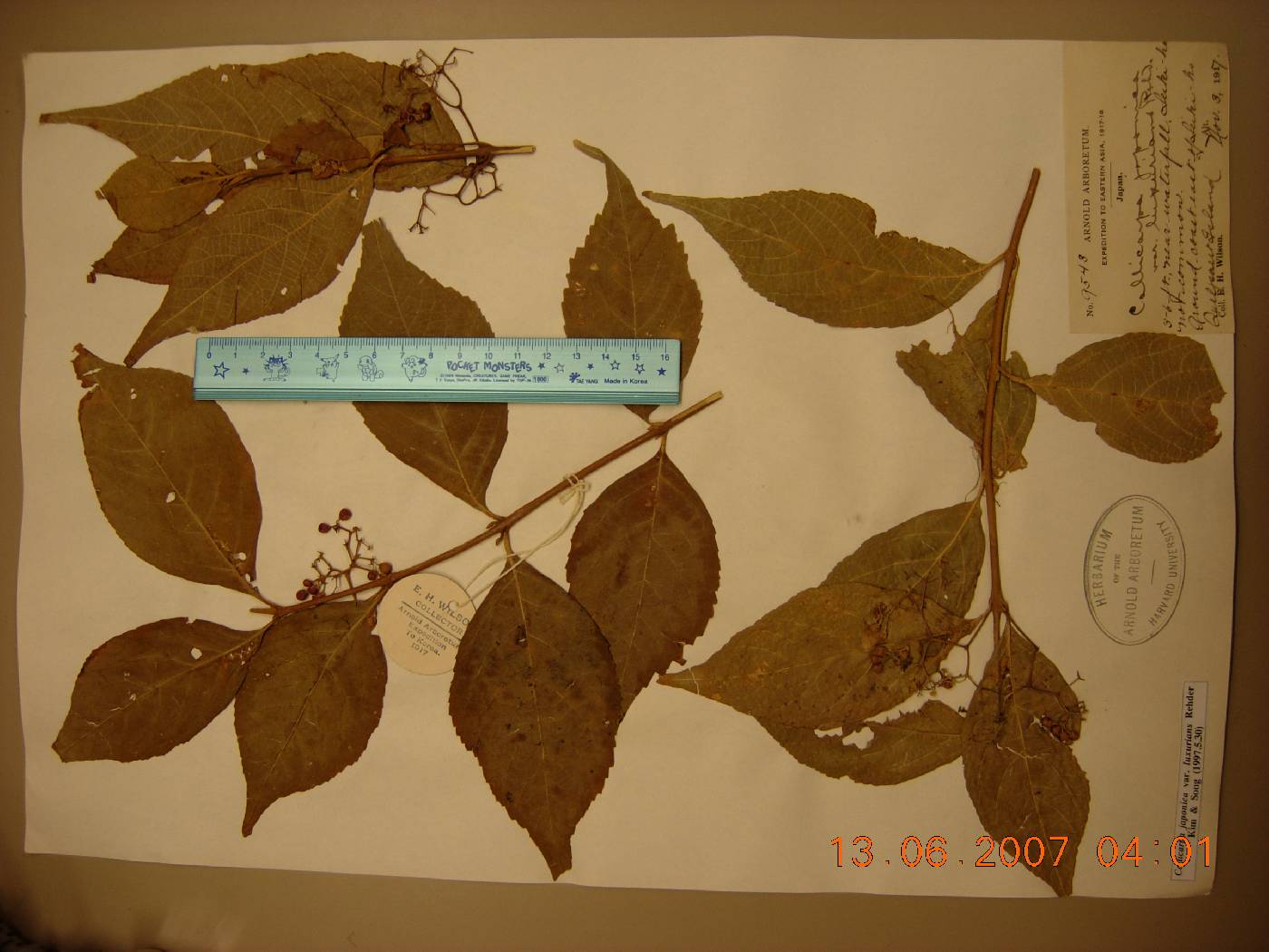 Callicarpa japonica var. luxurians image