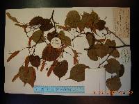 Tilia amurensis image