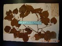 Tilia amurensis image