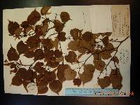 Tilia amurensis image